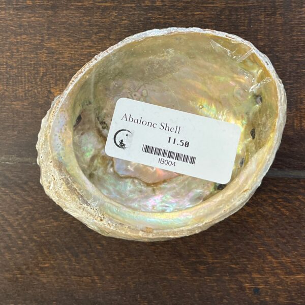 Abalone Shell 4-5”