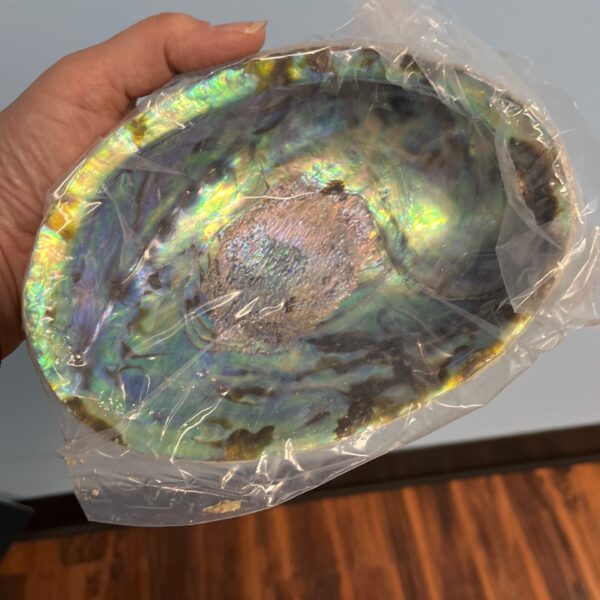 Abalone Shell 6-7”