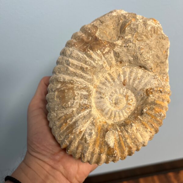 Ammonite
