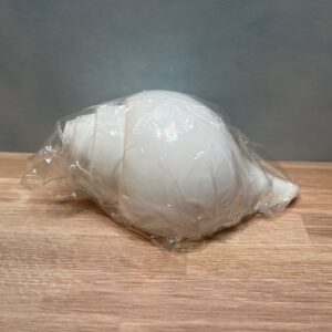 Conch 5”L