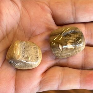 Petrified Wood