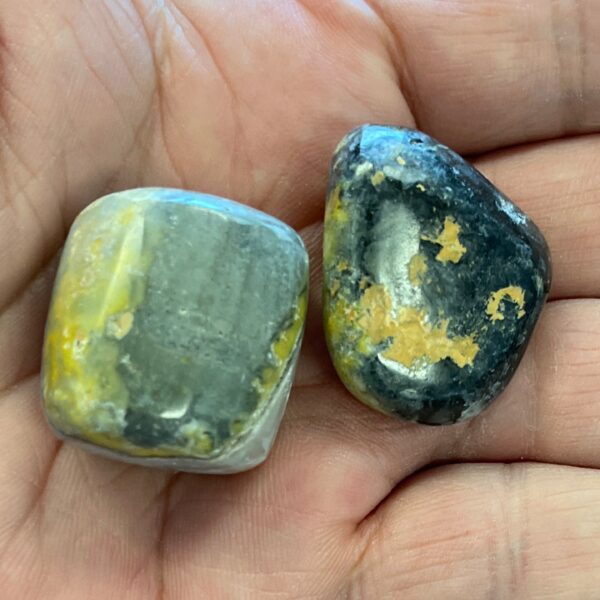 Bumble Bee Jasper