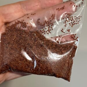 Henbane Seed per 1/2oz